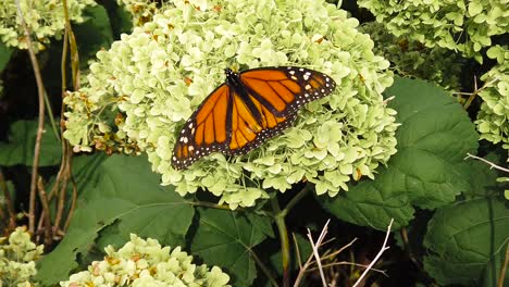 Slow-motion-butterfly-on-green-plant-medium-shot-boom-down-to-tight-shot