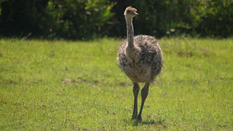 Tracking-shot-of-a-baby-ostrich-searching-for-seeds-in-the-grass