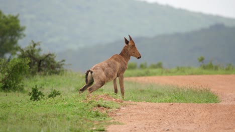 Young-male-Red-Hartebeest-urinates-at-side-of-African-road-in-rain