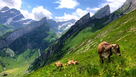 Dies-Ist-Eine-Aufnahme-Einiger-Kühe,-Die-Auf-Einem-Steilen-Teil-Eines-Berges-Gras-Fressen