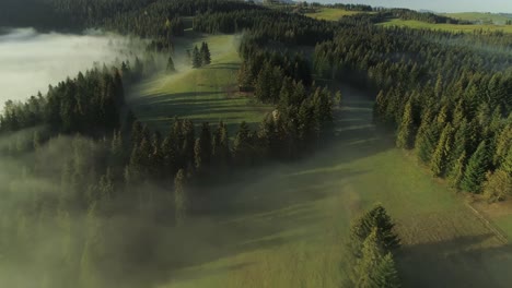 Luftkino-Neigung-Nach-Unten-über-Den-In-Nebel-Gehüllten-Wald