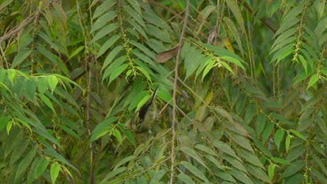 Small-bird-perched-eating-on-a-branch-surrounded-by-green-tropical-leaves,-static-close-up-shot