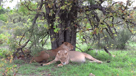 Wide-shot-of-two-lionesses-snuggling-together-under-a-tree-on-a-hot-day-in-Africa