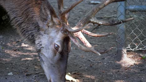 Slowmotion-close-shot-of-male-deer-with-horns-looking-for-food-on-the-ground