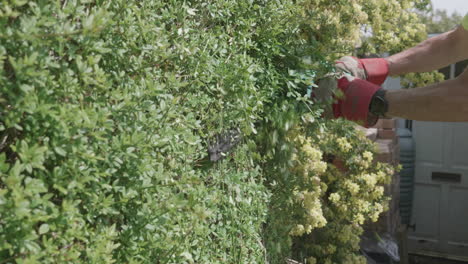 A-man-trimming-a-green-hedge-in-a-British-garden-during-summer-time-in-slow-motion