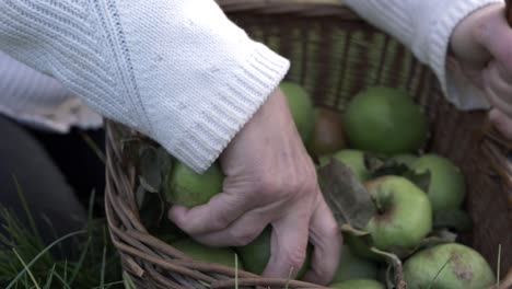 Woman-picking-apples-from-basket-close-up-shot