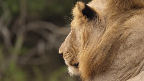 Profile-shot-of-a-male-lion-with-a-small-mane,-back-view,-shallow-focus