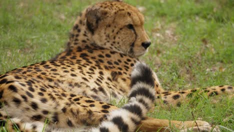 Tired-cheetah-resting-on-the-grass-of-a-wildlife-reserve