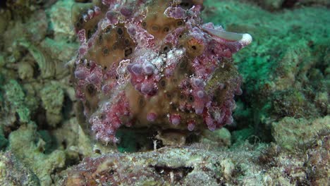 Green-warty-frogfish-walking-over-a-coral-reef