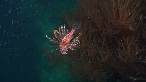 Lionfish-swimming-along-a-coral-reef-with-black-corals