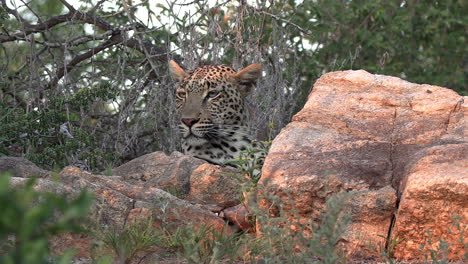 Medium-shot-of-a-leopard-watching-the-land-from-behind-some-rocks