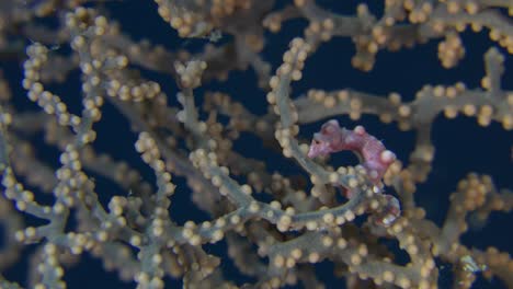 Pygmy-seahorse-Denise-in-sea-fan-in-the-Philippines