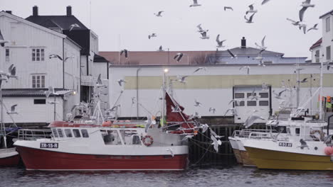 Strange-seagulls-flying-at-Lofoten-islands-harbour-Norway-in-slow-motion