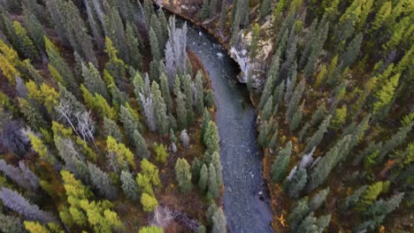 Cinematic-fly-over-white-spruce-forest-and-O'Donnel-meandering-River