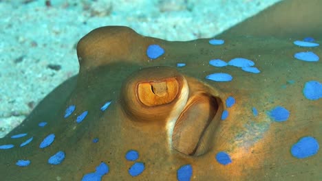 close-up-of-blue-spotted-ribbontail-stingray-resting-on-sandy-ocean-floor