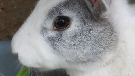 Close-up-of-cute-rabbit-feeding-on-vegetable