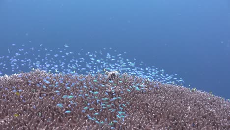 Blue-damsel-fish-swimming-over-big-Acropora-table-coral-on-tropical-coral-reef