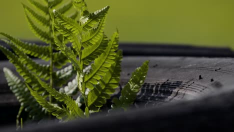 Slowmo-plant-in-the-breeze,-guardrail-next-to-a-race-track