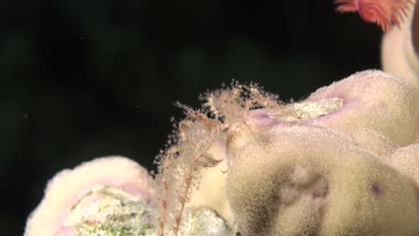Kleine-Seespinne-Am-Carl-Reef-Während-Eines-Nachttauchgangs