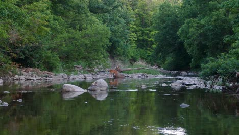 Weitwinkelaufnahme-Von-Wilden-Hirschen-In-Der-Natur,-Die-Am-Ufer-Eines-Natürlichen-Flusses-Stehen,-Mit-Bäumen-Und-Wald-Im-Hintergrund