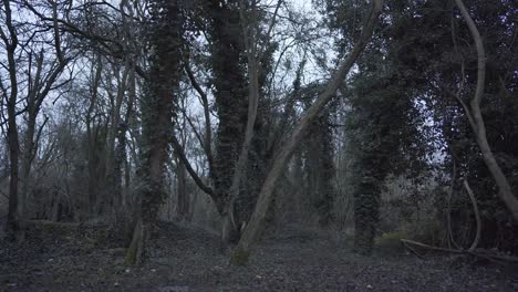 Schöne-Weitwinkelansicht-Des-Grünen-Waldes-In-Cambridgeshire-England-Uk-Während-Der-Abendzeit