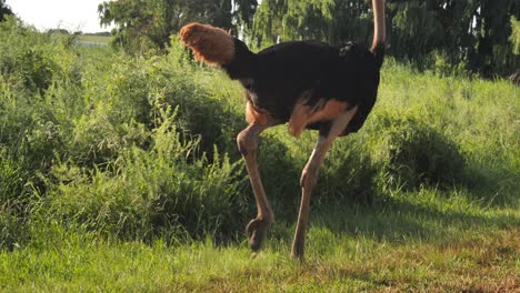 Closeup-on-body-and-legs-of-ostrich-slowing-from-run-to-walk-in-grass-landscape