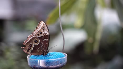 Menelaos-blauer-Morpho-Schmetterling-Frisst-An-Einem-Zuckerwasserfutterhäuschen-Im-Regenwald