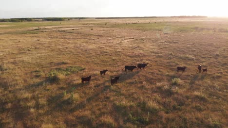Vista-Del-Atardecer-En-El-Campo-Argentino-Con-Vacas,-Terneros-Y-Toros