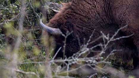 Un-Toro-Bonasus-Bisonte-Europeo-Pastando-Entre-Arbustos-Y-Ramitas,-República-Checa