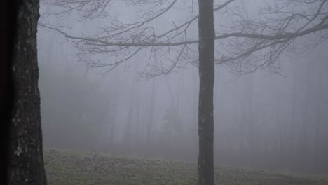 Nebel-Bewegt-Sich-Durch-Waldzweige-Und-Bewegt-Sich-Handgehalten-In-Zeitlupe