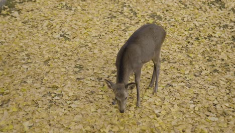 Nara-Deer-Fawn-in-Autumn,-Yellow-Fall-Leaves-Covering-Ground,-Slow-Motion-Shot