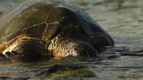 Eine-Alternde-Schildkröte-Hebt-Ihren-Kopf-Aus-Dem-Wasser,-Um-Luft-Zu-Schnappen