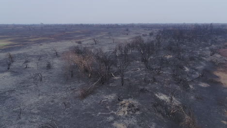 Completely-burnt-trees-after-fire-in-a-forest-in-Brazil-aerial-drone-view