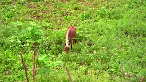 Horse-grazing-in-farm.-Horse-in--field