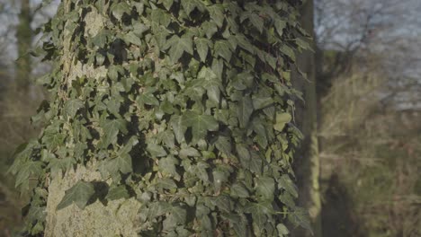 Tronco-De-árbol-En-El-Bosque-De-Newmarket-Inglaterra-Cubierto-Por-Una-Planta-Trepadora-Verde