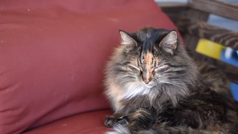 Longhair-Calico-Cat-Curls-up-on-Porch-Swing-for-a-Nap
