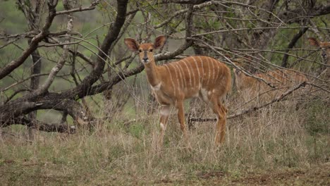 Inmitten-Einer-Herde-Sieht-Man-Eine-Neugierige-Nyala-Antilope