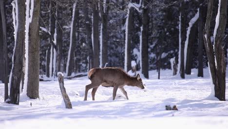 young-elk-walking-through-snowy-forest-on-sunny-day-slomo