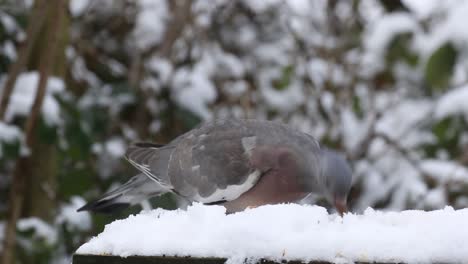 Juvenile-Woodpigeon-Columba-palumbus-feeding-on-snow-covered-bird-table