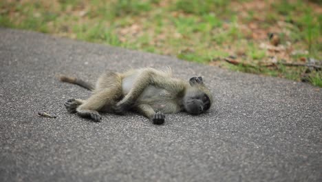 Young-Chacma-Baboon-lies-on-paved-road-scratching-and-looking-cute