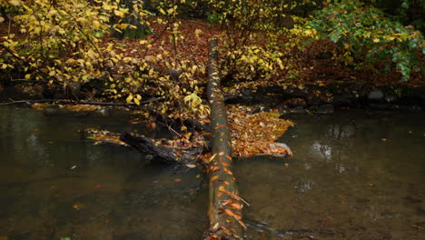 Herbstholz-Im-Fluss
