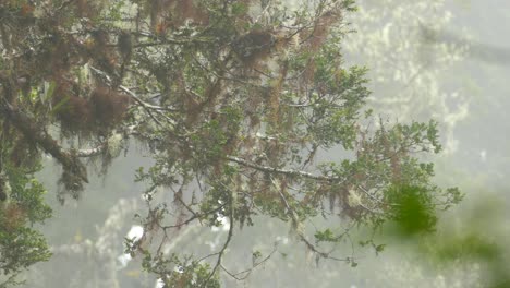 Das-Spiegelbild-Eines-Baumes-In-Einem-Teich,-Vögel-Springen-Auf-Den-Ästen