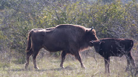 European-bison-bonasus-walking-in-a-grassy-steppe-with-bushes,Czechia
