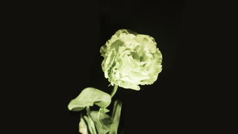 Rose-Wie-Lisianthus,-Die-Friedensblume,-Blühende-Zarte-Blütenblätter