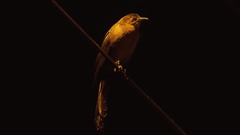 Detail-Der-Schwarzen-Vogelkrähe-Zanate,-Die-Auf-Einem-Draht-Sitzt-Und-Nachts-Schläft