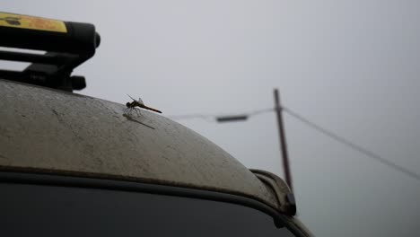 Dragonfly-insect-sitting-motionless-and-still-on-roof-of-a-car-on-a-dull-and-rainy-morning-in-japan