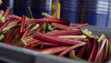 A-slow-motion-close-up-shot-of-Rhubarb-in-a-container-in-a-farm