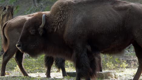 Close-up-of-two-bison-eating.-Handheld-shot