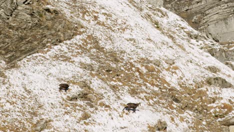 Two-chamois-are-walking-along-a-steep-and-snowy-mountain-side