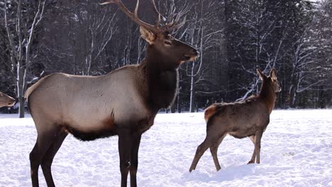 elk-bull-follows-doe-walking-towards-snow-forest-slomo